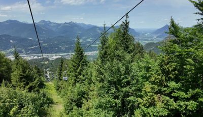 Austria 134382-1 Forest Down
