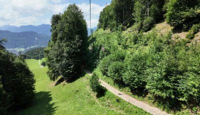 Austria 353622-1 Forest Down