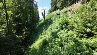 Austria 353622-2 Forest Down_soon