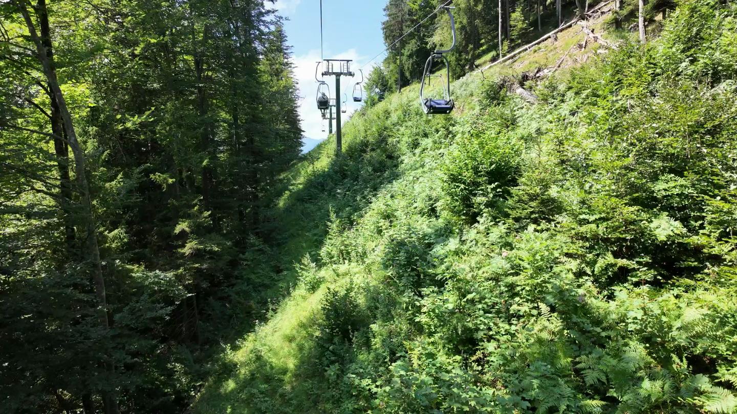 Austria 353622-2 Forest Down
