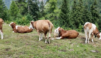 Austria 145402 Cows soon
