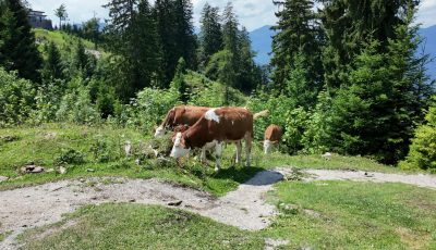 Austria 151317 Cows Panorama soon