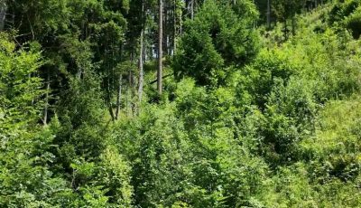 Tirol 348034-1 Forest Upright Size soon