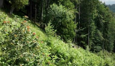 Tirol 348034-3 Forest Upright Size soon