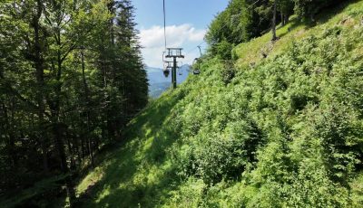 Austria 353622-3 Forest Down